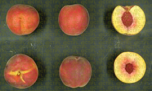 Fiches variétales Pêches Nectarines - Variété Odyssée, pêche à chair jaune (coupe)